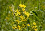 grote Wederik - Lysimachia vulgaris