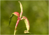 gal van de mug - Wachtliella persicariae