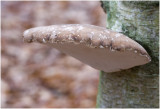 Berkenzwam - Piptoporus betulinus