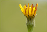 Paardenbloemstreepzaad - Crepis polymorpha