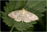 Parelmoermot - Pleuroptya ruralis