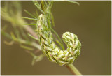 Kamillevlinder - Cucullia chamomillae