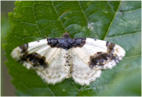Aangebrande spanner - Ligdia adustata