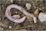 regenworm of dauwworm - Lumbricida