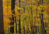 Deep in the forrest 4.jpg
