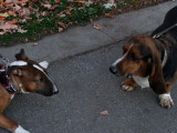 Bull Terrier & Basset Hound