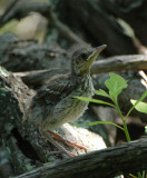 (fledgeling)