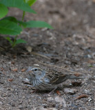 (juvenile)