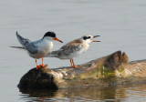 Foresters Tern and Fresh Juvenile