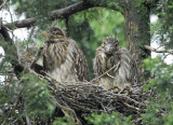  (nestlings)