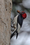  Red-headed Woodpecker (nesting)