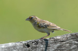 Grasshopper Sparrow