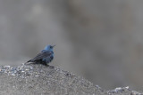 Blue rock thrush, Chamoson, Switzerland, July 2008
