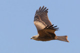 Black kite, Echandens, Switzerland, July 2008