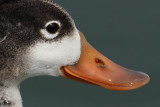 Common shelduck (tadorna tadorna), Saint-Sulpice, Switzerland, July 2008