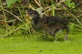 Common moorhen, Lonay, Switzerland, July 2008