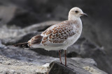 Mediterranean gull (larus melanocephalus), Préverenges, Switzerland, July 2008