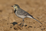 White wagtail, Colombier, Switzerland, October 2008