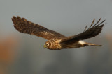 Hen harrier, Chrümmi, Switzerland, November 2008
