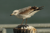 Mediterranean gull (larus melanocephalus), Saint-Sulpice, Switzerland, November 2008