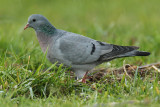 Stock dove, Saint-Prex, Switzerland, December 2008