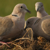 Collared dove, Saint-Prex, Switzerland, December 2008