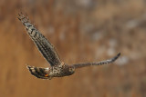 Hen harrier, Aclens, Switzerland, December 2008