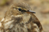 Water pipit (anthus spinoletta), Champ-Pittet, Switzerland, October 2009