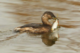 Little grebe (tachybaptus ruficollis), Champ-Pittet, Switzerland, March 2008