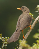 Great thrush (turdus fuscater), Quito, Ecuador, December 2008