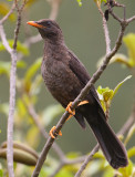 Great thrush (turdus fuscater), Quito, Ecuador, December 2008