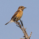 Stonechat, Achladia, Crete, May 2008