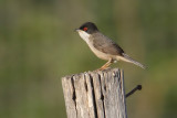 Sardinian warbler, Limenas Hersonissou, Crete, May 2008