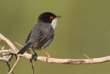 Sardinian warbler, Limenas Hersonissou, Crete, May 2008