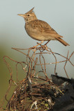 Crested lark (galerida cristata meridionalis), Limenas Hersonissou, Crete, May 2008