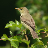Melodious warbler, Laconnex, Switzerland, June 2008