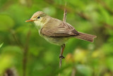 Melodious warbler, Laconnex, Switzerland, June 2008