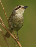 Red-backed shrike, Aclens, Switzerland, June 2008