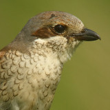Red-backed shrike, Aclens, Switzerland, June 2008