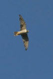 Peregrine falcon, Echandens, Switzerland, July 2008