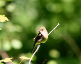 IMG_2513_crop1.jpg