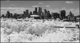 Minneapolis Skyline in IR