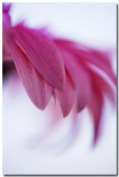 Birthday flowers are lively subjects that...