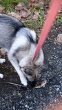 She has color-coordinated collar and leash! Pink for the pretty girl!