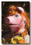 Ms Summer Blonde Piggy is decked out in fall splendor.