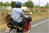 Back seat riding-Khon Kaen