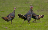 Wild Turkey beak in crop