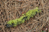 Moss and needles