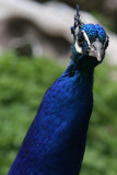 Peacock looking back