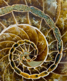 Ammonite